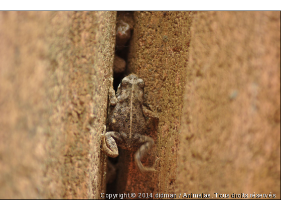 grenouille - Photo de Reptiles