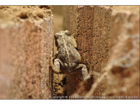 grenouille - Photo de Reptiles