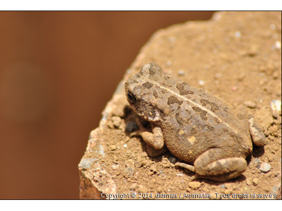 grenouille - Photo de Reptiles