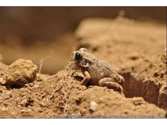 grenouille - Photo de Reptiles