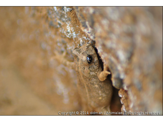 grenouille - Photo de Reptiles