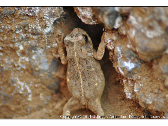 grenouille - Photo de Reptiles