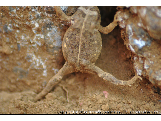 grenouille - Photo de Reptiles