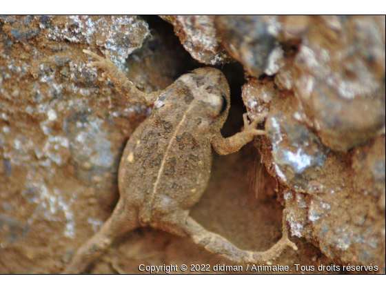 grenouille - Photo de Reptiles