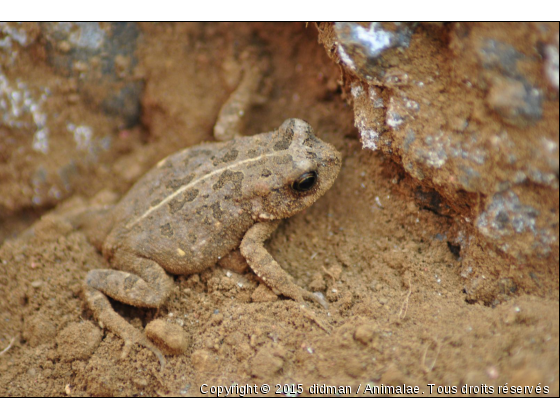 grenouille - Photo de Reptiles