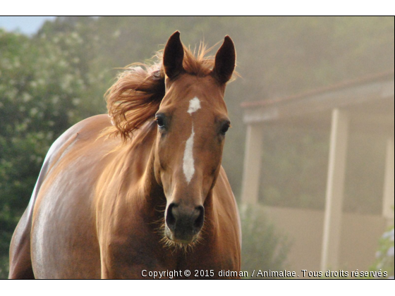 liane - Photo de Chevaux