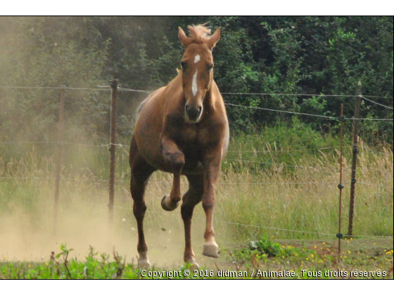 liane - Photo de Chevaux