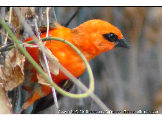 cardinal - Photo de Oiseaux