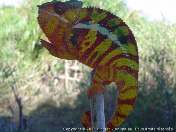 caméleon - Photo de Reptiles