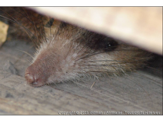 tangue - Photo de Animaux sauvages