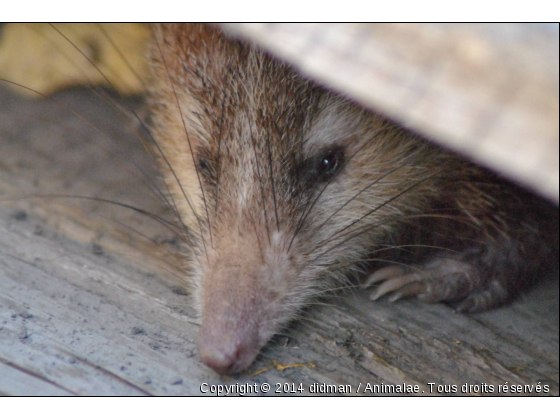 tangue - Photo de Animaux sauvages