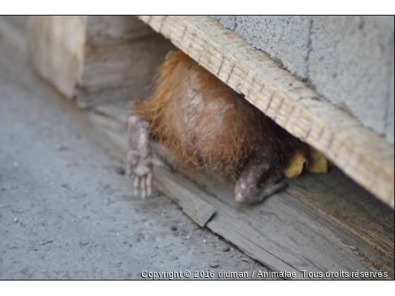 tangue - Photo de Animaux sauvages