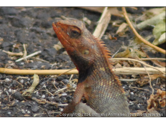 lézard - Photo de Reptiles