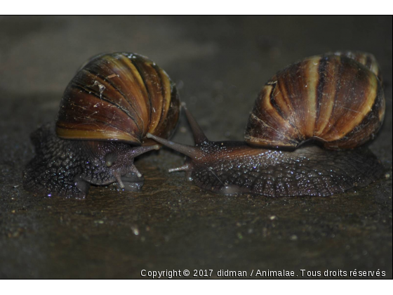 escargot amoureux - Photo de Microcosme