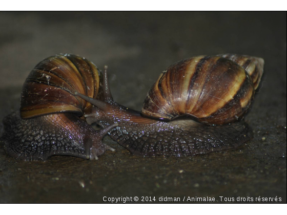 escargot amoureux - Photo de Microcosme