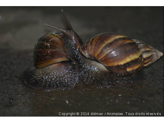 escargot amoureux - Photo de Microcosme