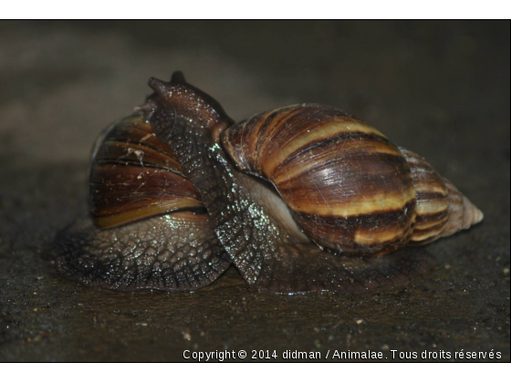 escargot amoureux - Photo de Microcosme