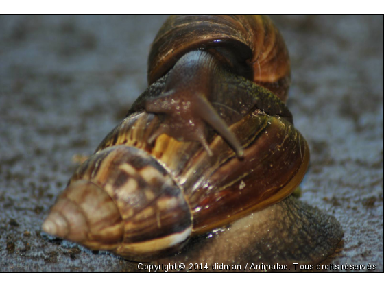 escargot amoureux - Photo de Microcosme