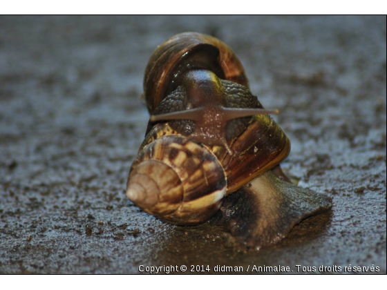 escargot amoureux - Photo de Microcosme