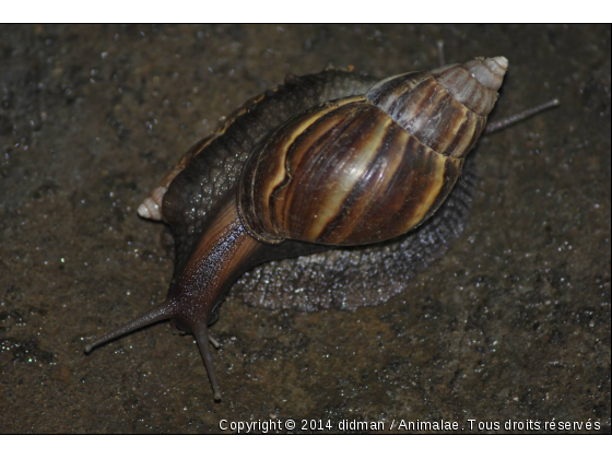 escargot amoureux - Photo de Microcosme