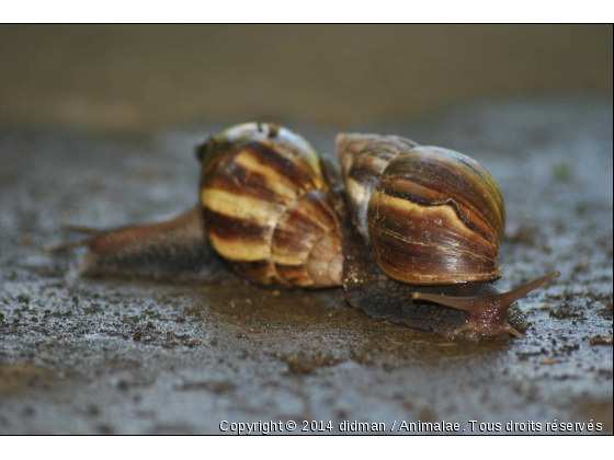 escargot amoureux - Photo de Microcosme