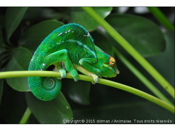 le mâle et la femelle - Photo de Reptiles