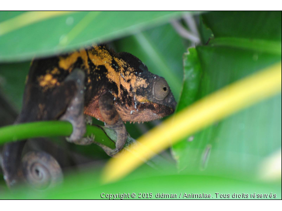 le mâle et la femelle - Photo de Reptiles