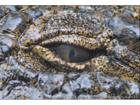 Crocodile du Nil - Photo de Reptiles