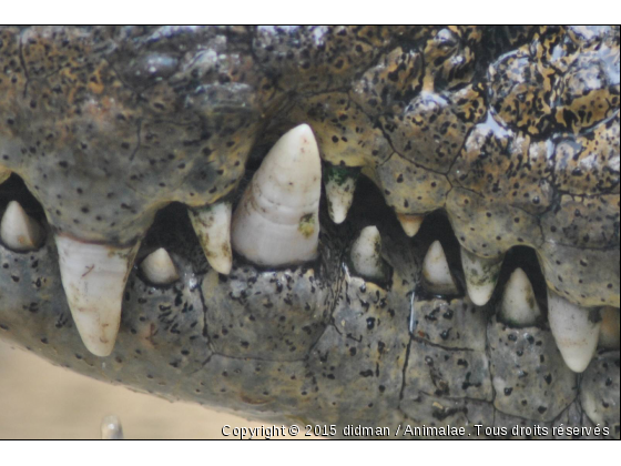 Crocodile du Nil - Photo de Reptiles