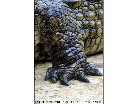 Crocodile du Nil - Photo de Reptiles