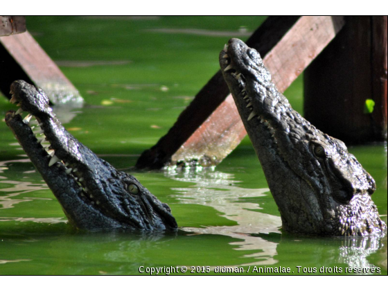 Crocodiles du Nil - Photo de Reptiles