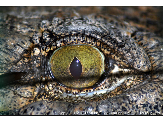 Crocodile du Nil - Photo de Reptiles