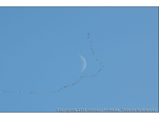 La migration des grues - Photo de Oiseaux