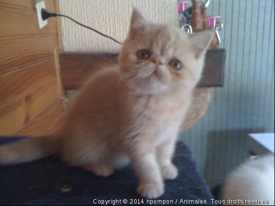 Fantasia, exotic shorthair crème blotched tabby - Photo de Chats