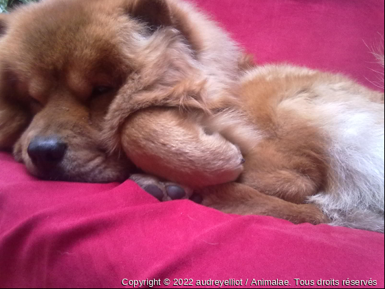 gros nounours - Photo de Chiens