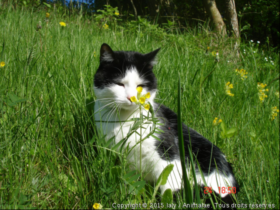 cléo - Photo de Chats