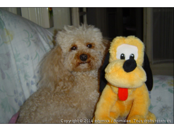 SALLY ET PLUTO - Photo de Chiens