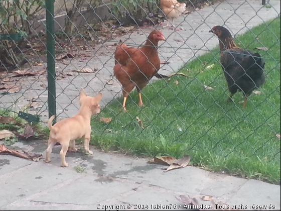 chihuahua vs 2 poules - Photo de Chiens