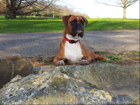 gecko - Photo de Chiens