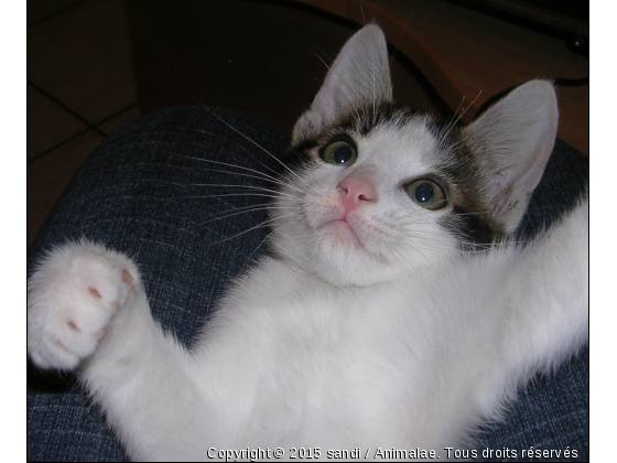 la fripouille - Photo de Chats