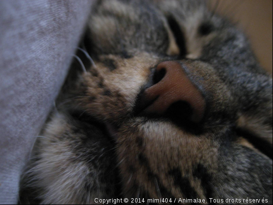 Patte de velour - Photo de Chats