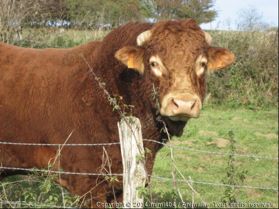 El Toro - Photo de Animaux Ferme