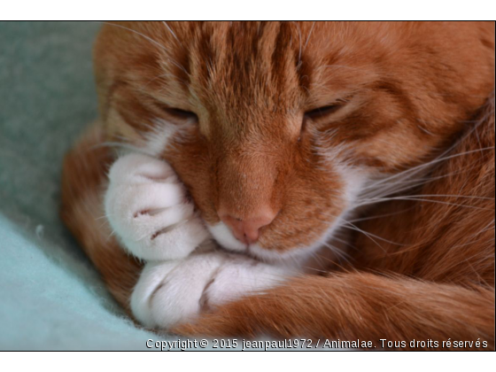 harry - Photo de Chats