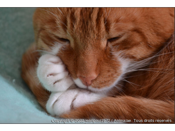 harry - Photo de Chats