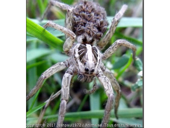 araignée - Photo de Microcosme