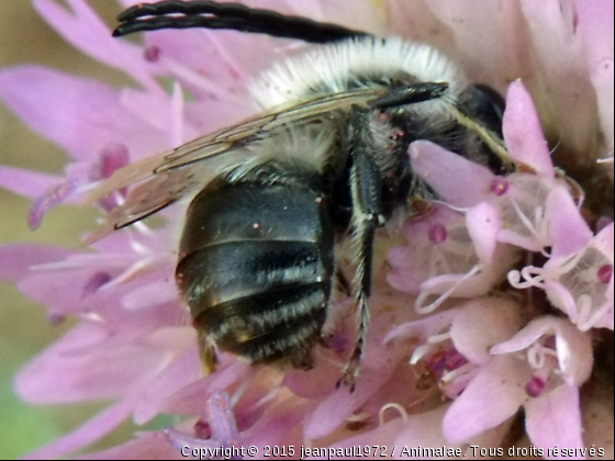 une abeille - Photo de Microcosme