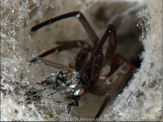 un bon repas !! - Photo de Microcosme