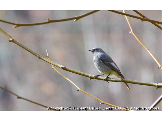 sur la branche - Photo de Oiseaux