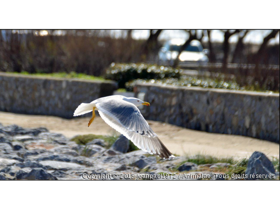 une mouette - Photo de Oiseaux