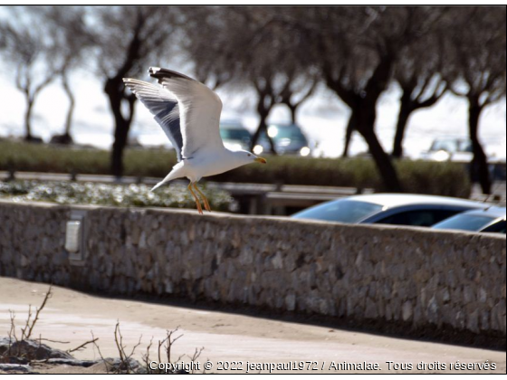 un autre vol - Photo de Oiseaux